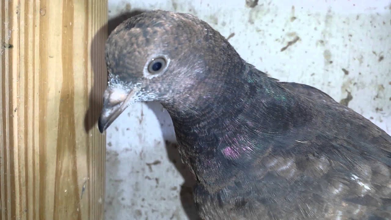 Tippler Pigeon What Color YouTube tippler-pigeon-what-color-youtube