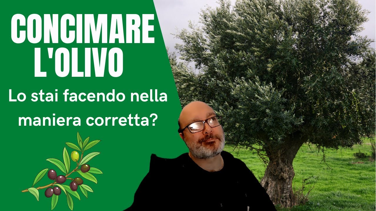 Concimare l'olivo: piano di concimazione completo. 