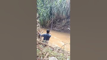 pha cá lăng lôi cần bá đạo,câu suối tự nhiên