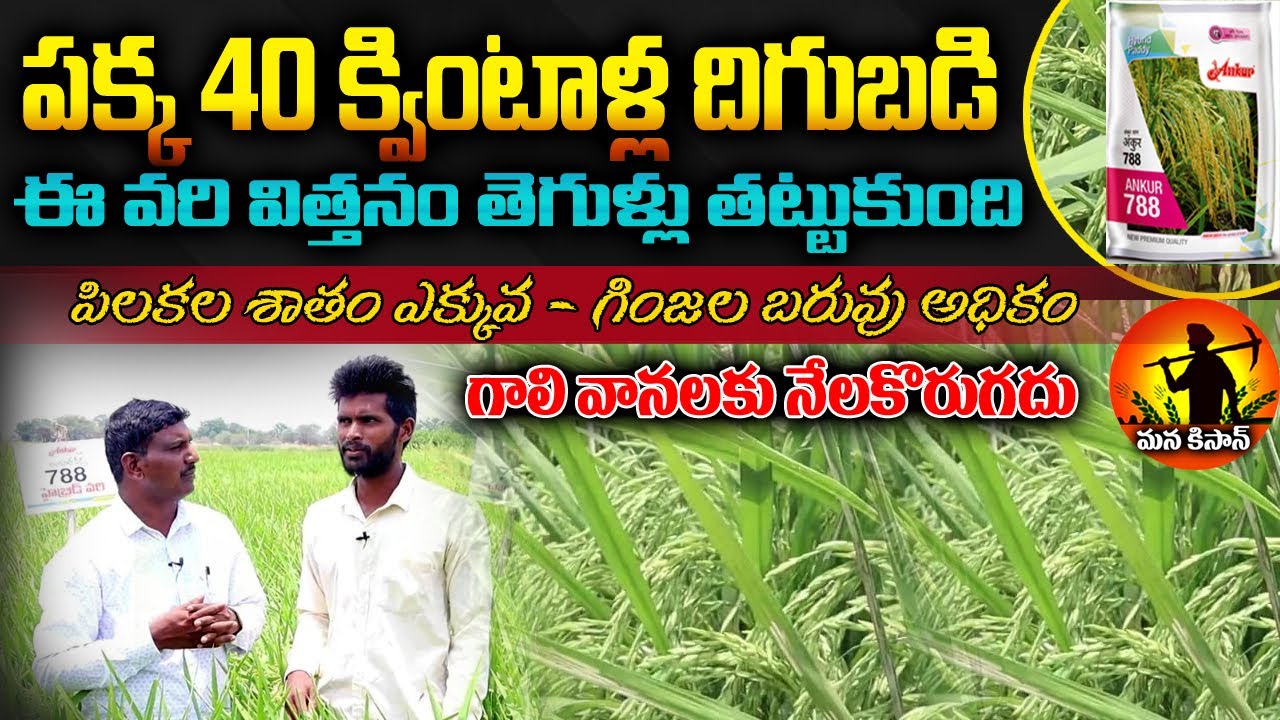 40 Best Paddy Seeds Ankur 40 Best Paddy Seeds Ankur