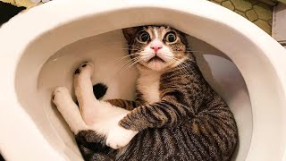 Funniest Cats 😹   Don't try to hold back Laughter 😂   Funny Cats Life