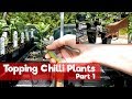 Topping Chilli Plants