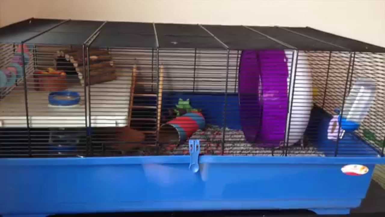 82 en ingles Buttercup's Cage Tour May 2014