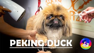 The Cutest Little Pekingese Dog Goes Through A Transformation At The Groomers