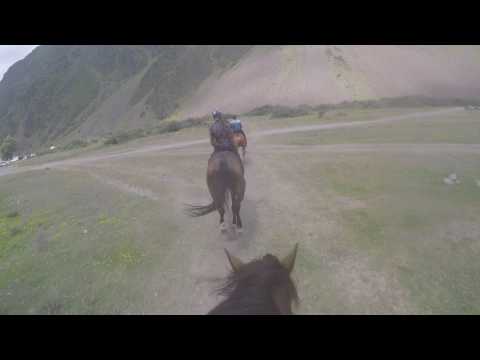 ვიდეო: ცხვირის გადამდები ცხენის მეტრიტი (CEM)