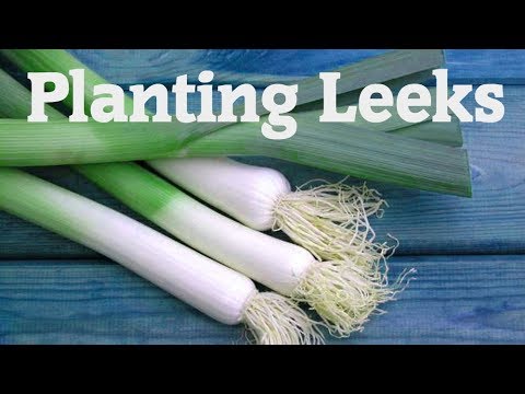 ভিডিও: Leek - একটি মূল্যবান Medicষধি গাছ