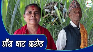करोडको घाँस बेच्ने किसान विष्णु भट्टका माता पिता यस्तो भन्छन् || Super Napier Grass || Agro Tv Nepal