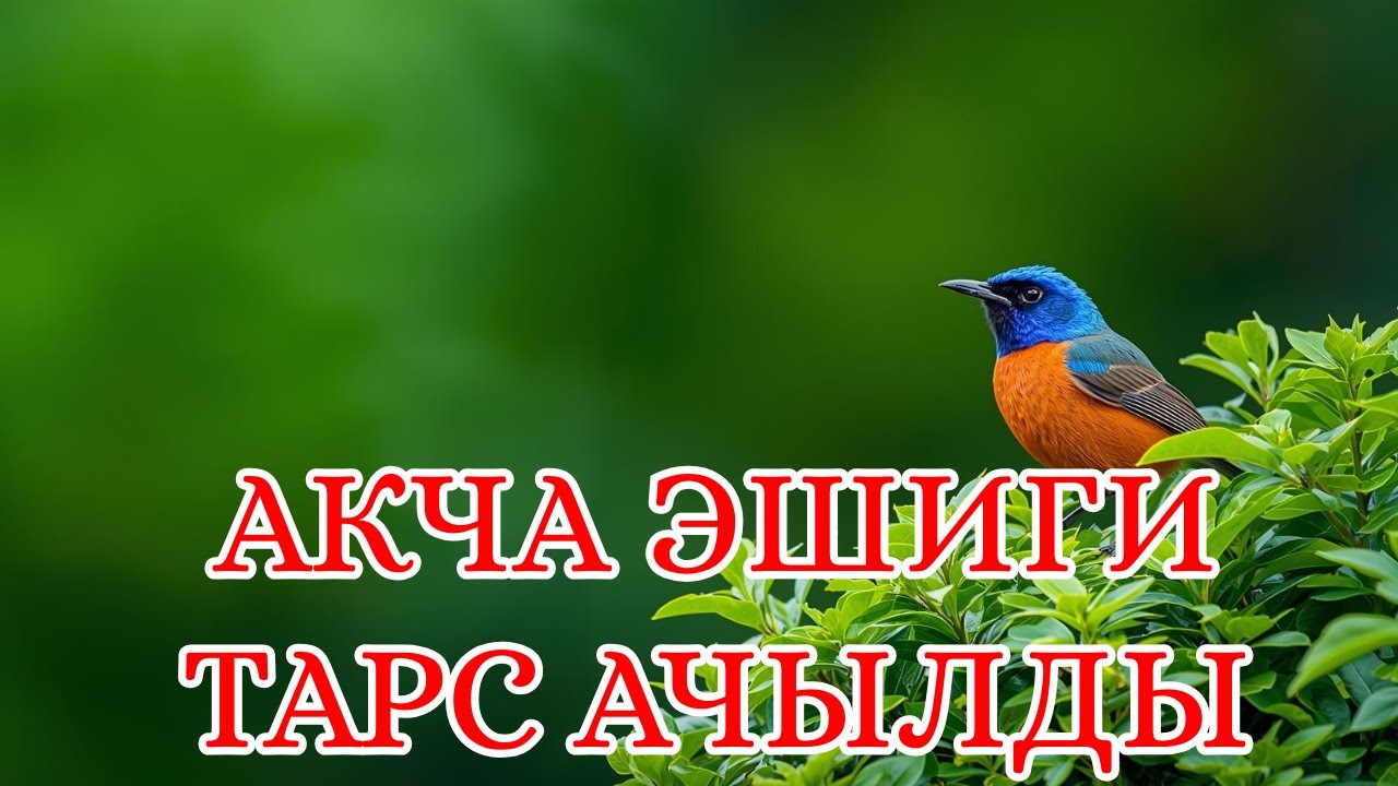 Акча Эшиги ТАРС Ачылат! 🚪 Карызсыз, Көйгөйсүз Жашоонун Сырдуу Жолу