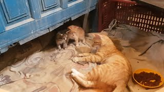 The Kittens Had Never Seen Their Mother So Excited