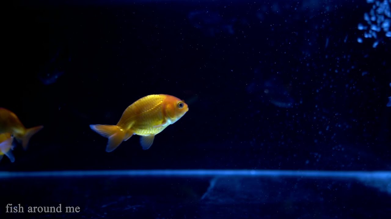 RELAXING SLEEP MUSIC BACKGROUND WITH GOLDFISH SWIMMING