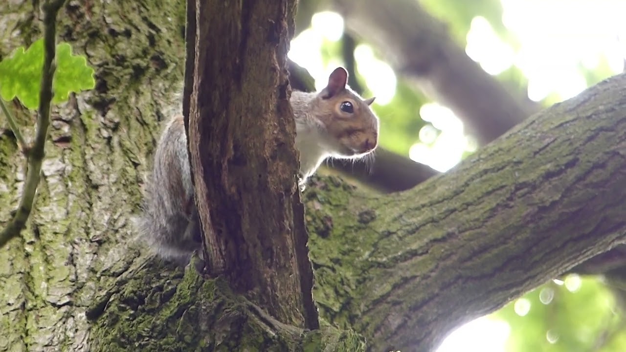 Territorial squirrel barking