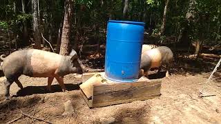 Building an AUTOMATIC PIG FEEDER, Part 2