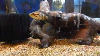 Feeding my jaguar cichlid