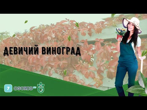 Девичий виноград