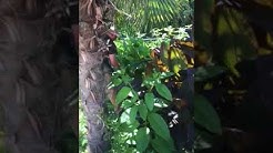 Mosquito Control after Hurricane Irma 