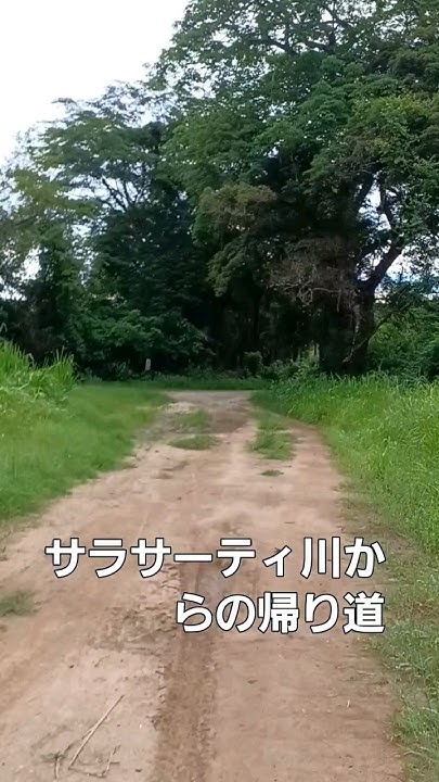 メンドーサス(サラサーティ川蛇行部をせきとめて作った沐浴場)からの帰り道。パナマ、ペノノメ。森を抜ける帰り道です。人によってはパナマの森を