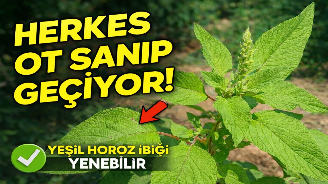 YEŞİL HOROZ İBİĞİ (HOŞKIRAN OTU) Yenebilir yabani otlar. #amaranthus #keşfet #hoşkıran