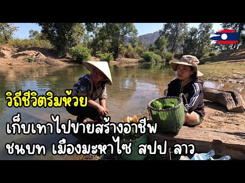อ้ายเก้า Travel🇱🇦วิถีชีวิตชาวบ้านที่อยู่ติดริมห้วยเก็บเทาไปขายสร้างอาชีพชนบ 🇱🇦 วิถีชีวิตชาวบ้านที่อยู่ติดริมห้วย เก็บเทาไปขายสร้างอาชีพ ชนบท เมืองทะหาไซ แขวงคำม่วน สปป ลาว อ้ายเก้า Travel🇱🇦วิถีชีวิตชาวบ้านที่อยู่ติดริมห้วยเก็บเทาไปขายสร้างอาชีพชนบ 🇱🇦 วิถีชีวิตชาวบ้านที่อยู่ติดริมห้วย เก็บเทาไปขายสร้างอาชีพ ชนบท เมืองทะหาไซ แขวงคำม่วน สปป ลาว