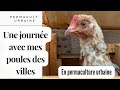 Une vie de poules des villes en permaculture urbaine une journe avec mes poules