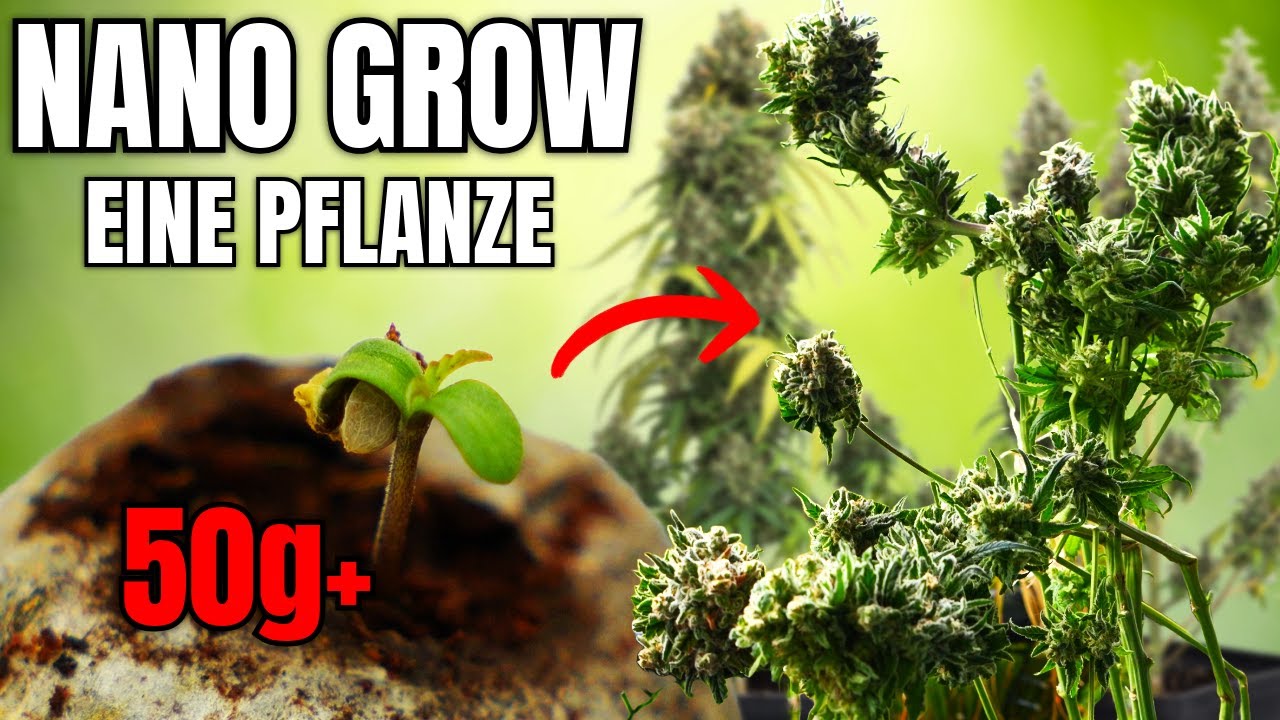 VOM SAMEN BIS ERNTE - KEIN PLATZ, DU MÖCHTEST ABER CANNABIS ANBAUEN? - NANO HOMEGROW AUF 30x30x60CM