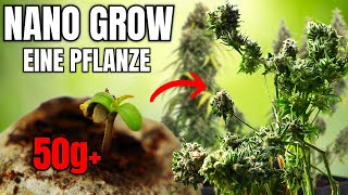 VOM SAMEN BIS ERNTE - KEIN PLATZ, DU MÖCHTEST ABER CANNABIS ANBAUEN? - NANO HOMEGROW AUF 30x30x60CM