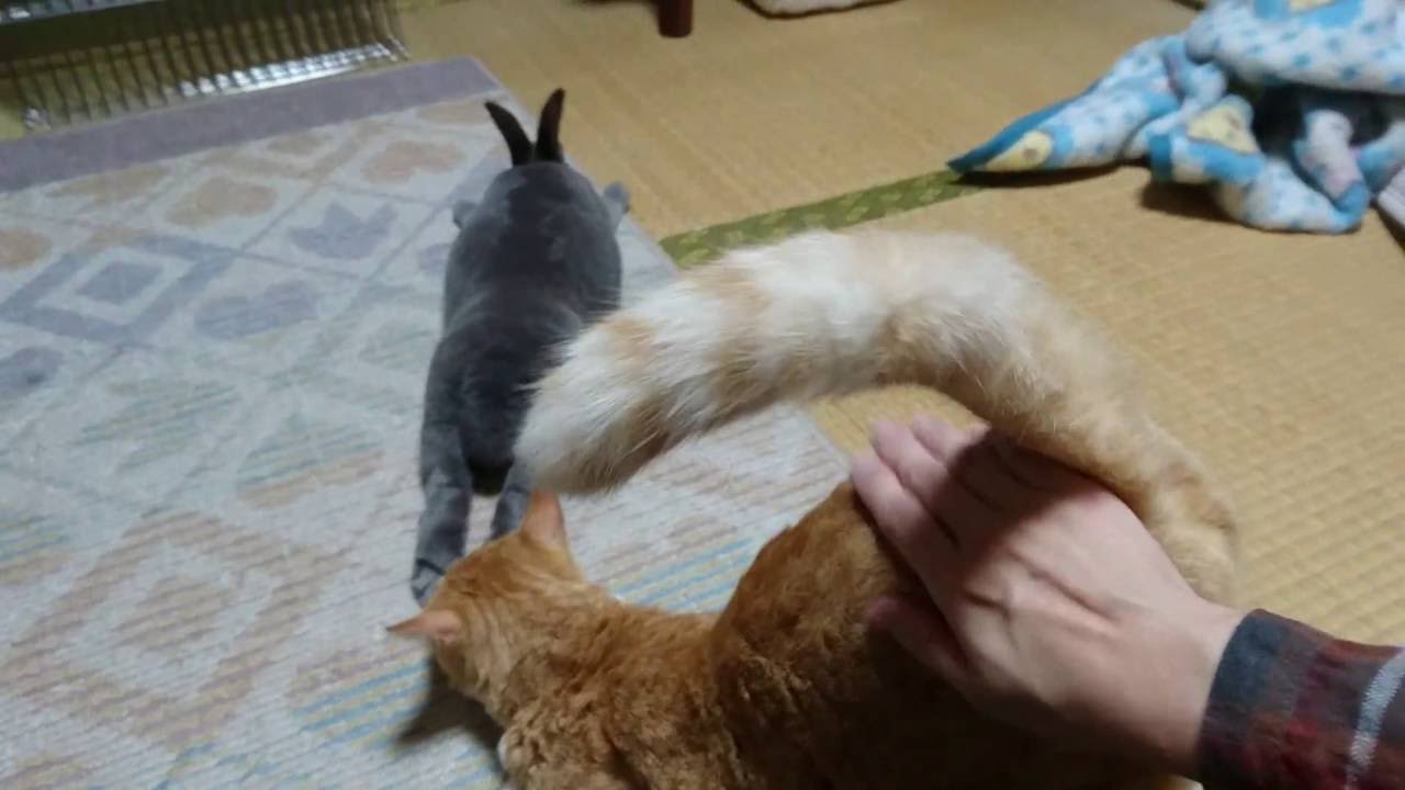 猫 おしり を くっつける