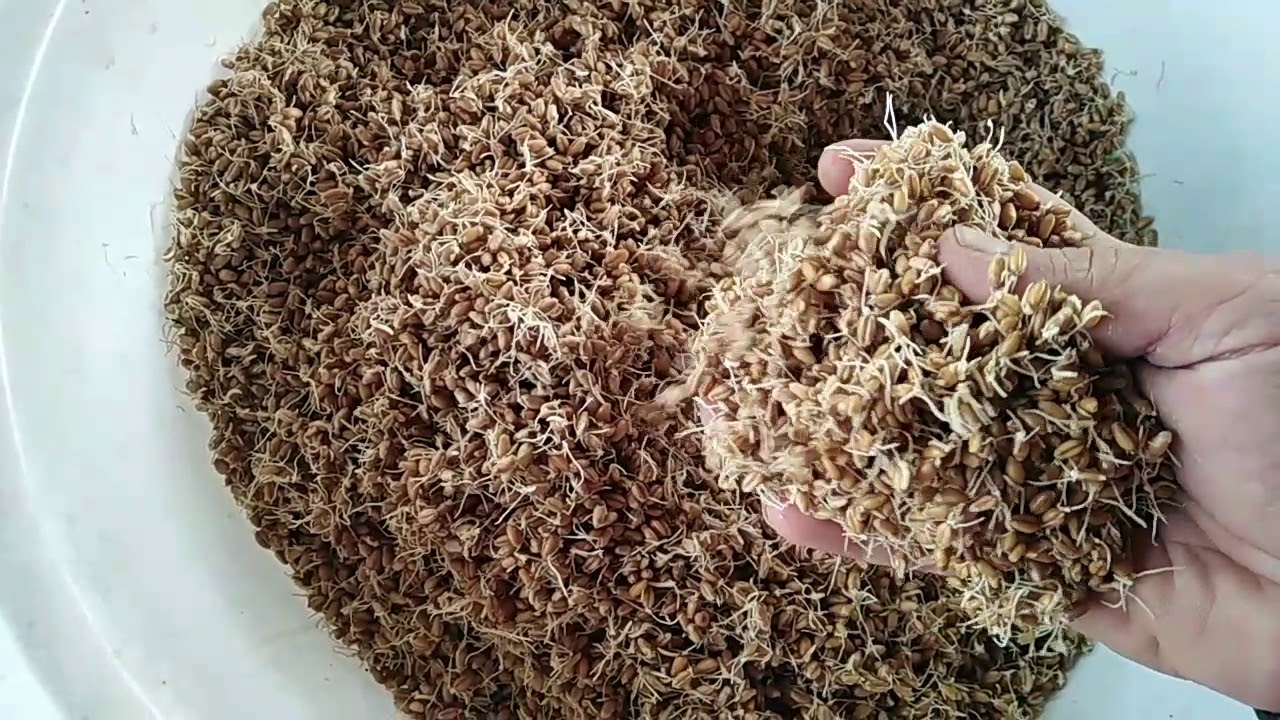 İçki | Bira Yapımı - Malting / Arpa Çimlendirme