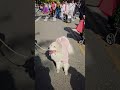 labubu family at the NY Dog parade