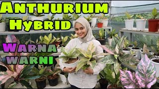 HOOKERI PINK: EKSPERIMEN ANTHURIUM HYBRID BERWARNA - EP 33