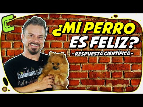 Video: ¿Qué es el carcinoma digital de células escamosas en los perros?