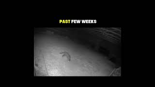 For everyone asking about Nessie