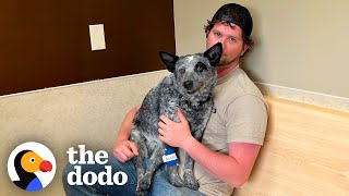 Dog Playing Fetch Suddenly Becomes Paralyzed | The Dodo