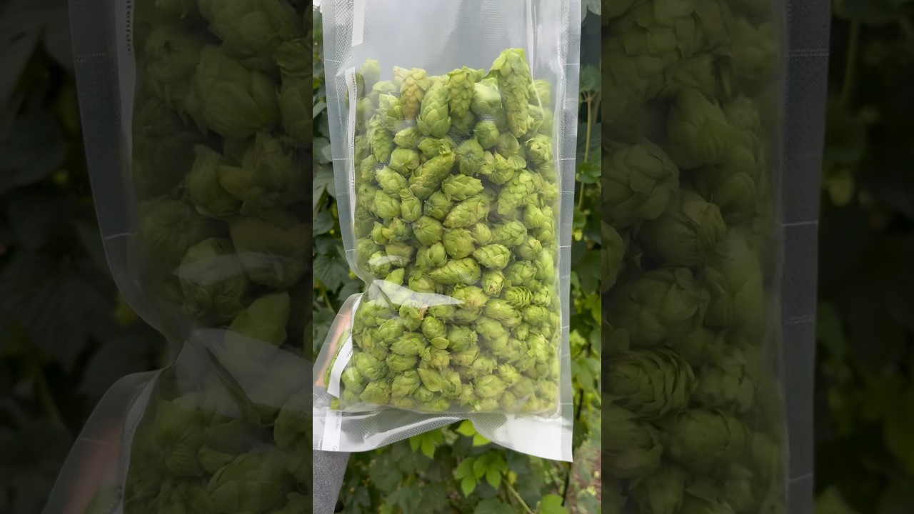 Harvesting beer plant grown in my garden 