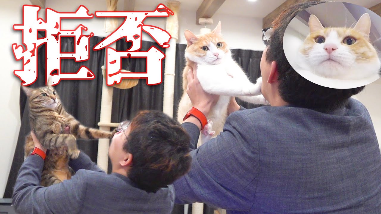 飼い主のトイレを妨害する猫達的youtube视频效果分析报告 Noxinfluencer