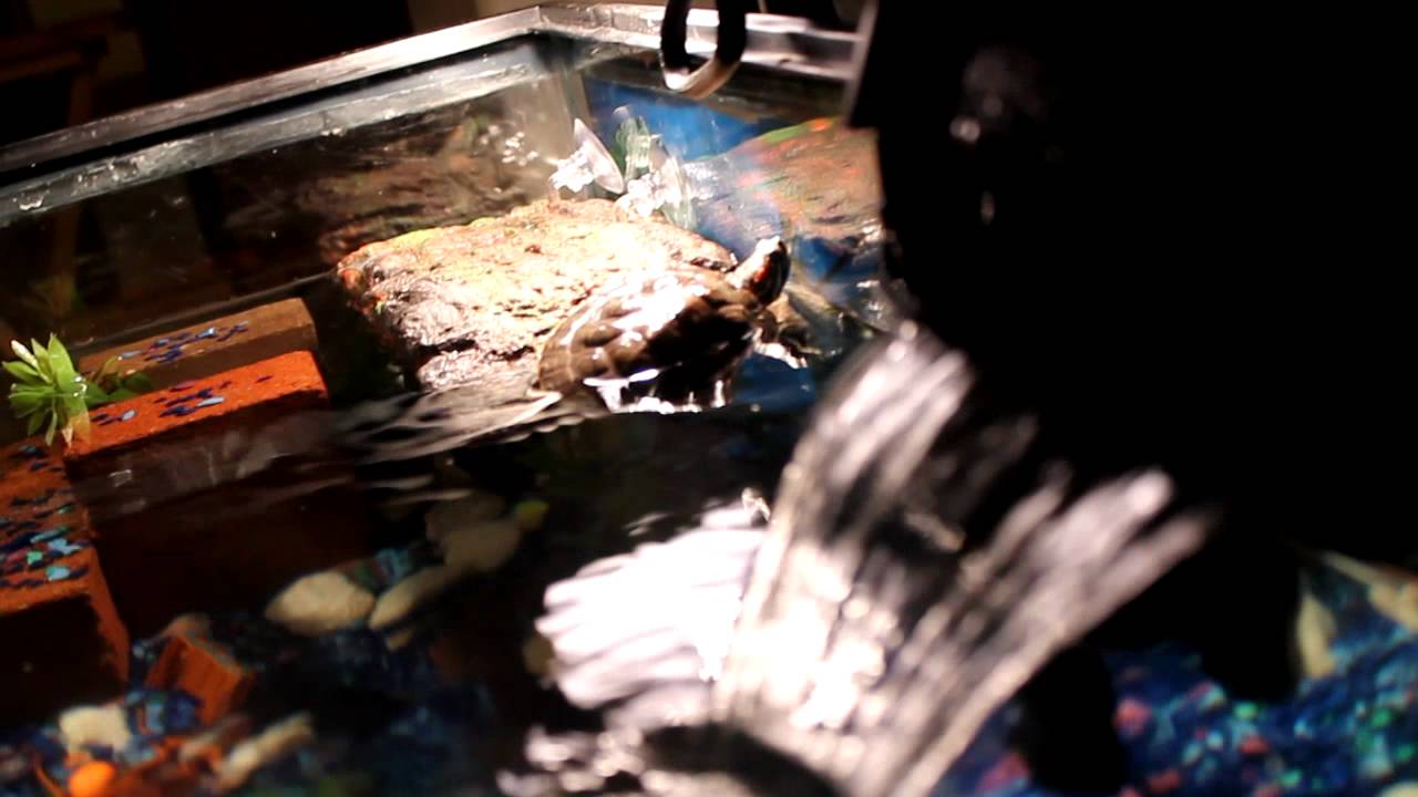 RES turtle dock test