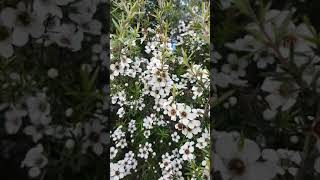 蜜之花麦卢卡Honey's flowers Manuka New Zealand #Shorts