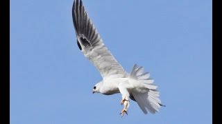 White-Tailed Kite Hawk On The Hunt