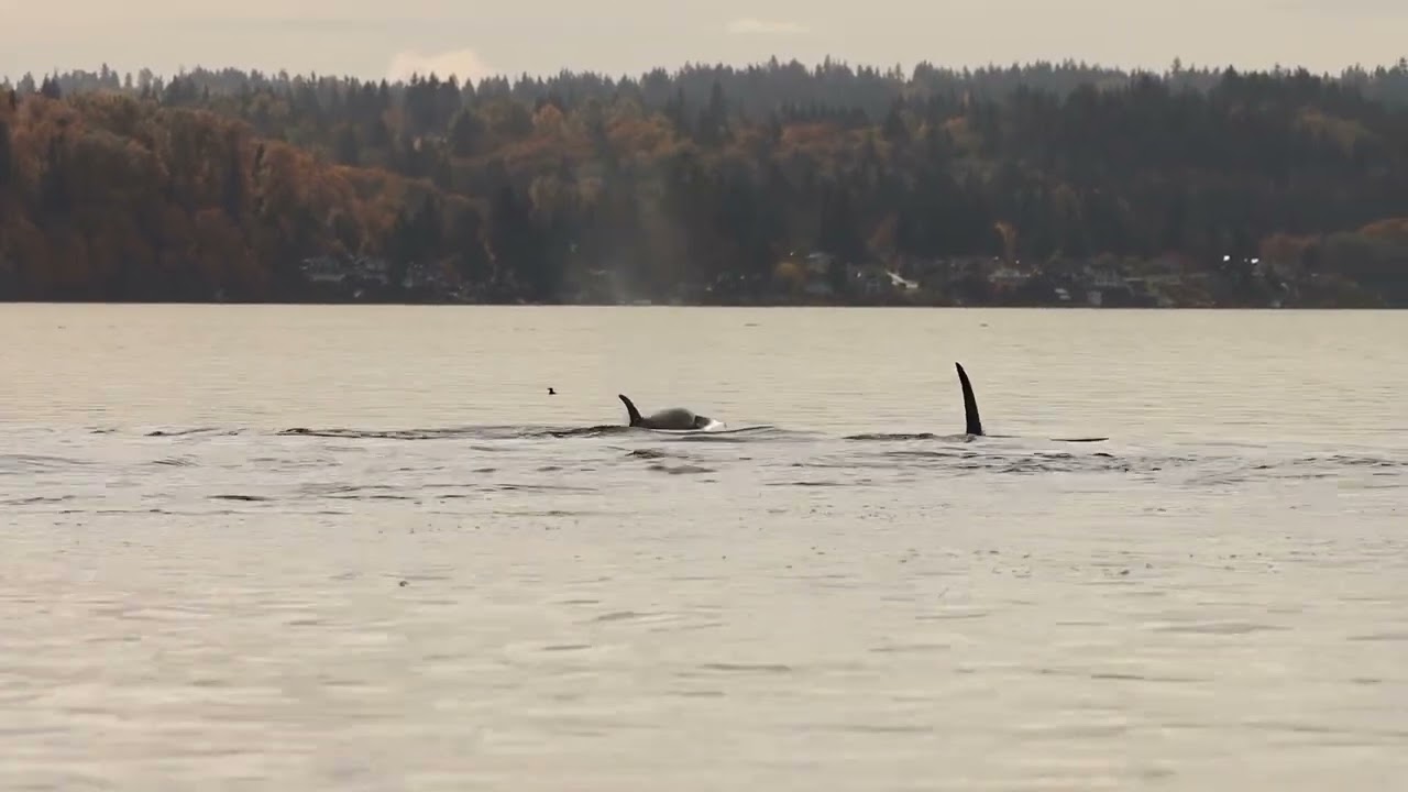 J Pod at Point Robinson
