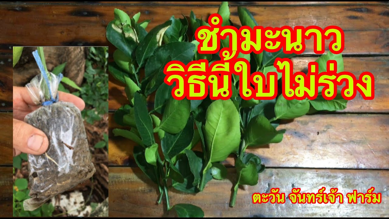 ชำมะนาววิธีนี้ใบไม่ร่วง