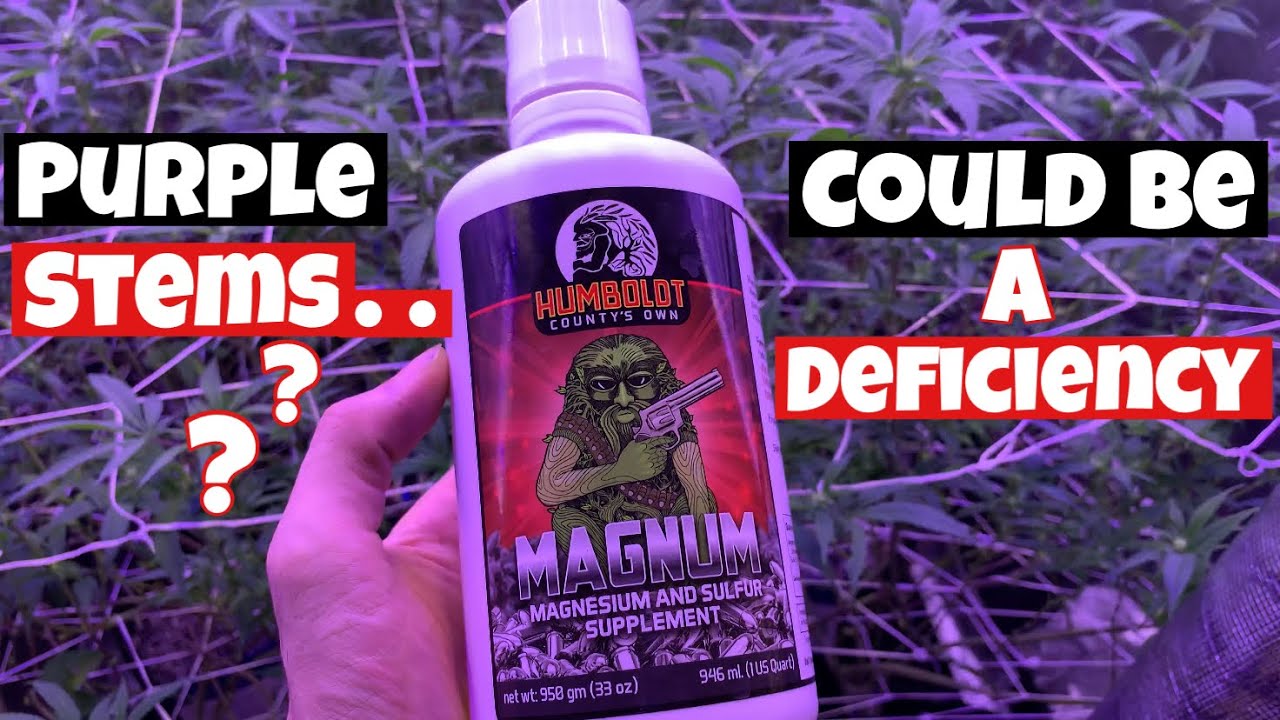 PURPLE STEMS ?? IS IT DEFICIENCY OR STRAIN ??