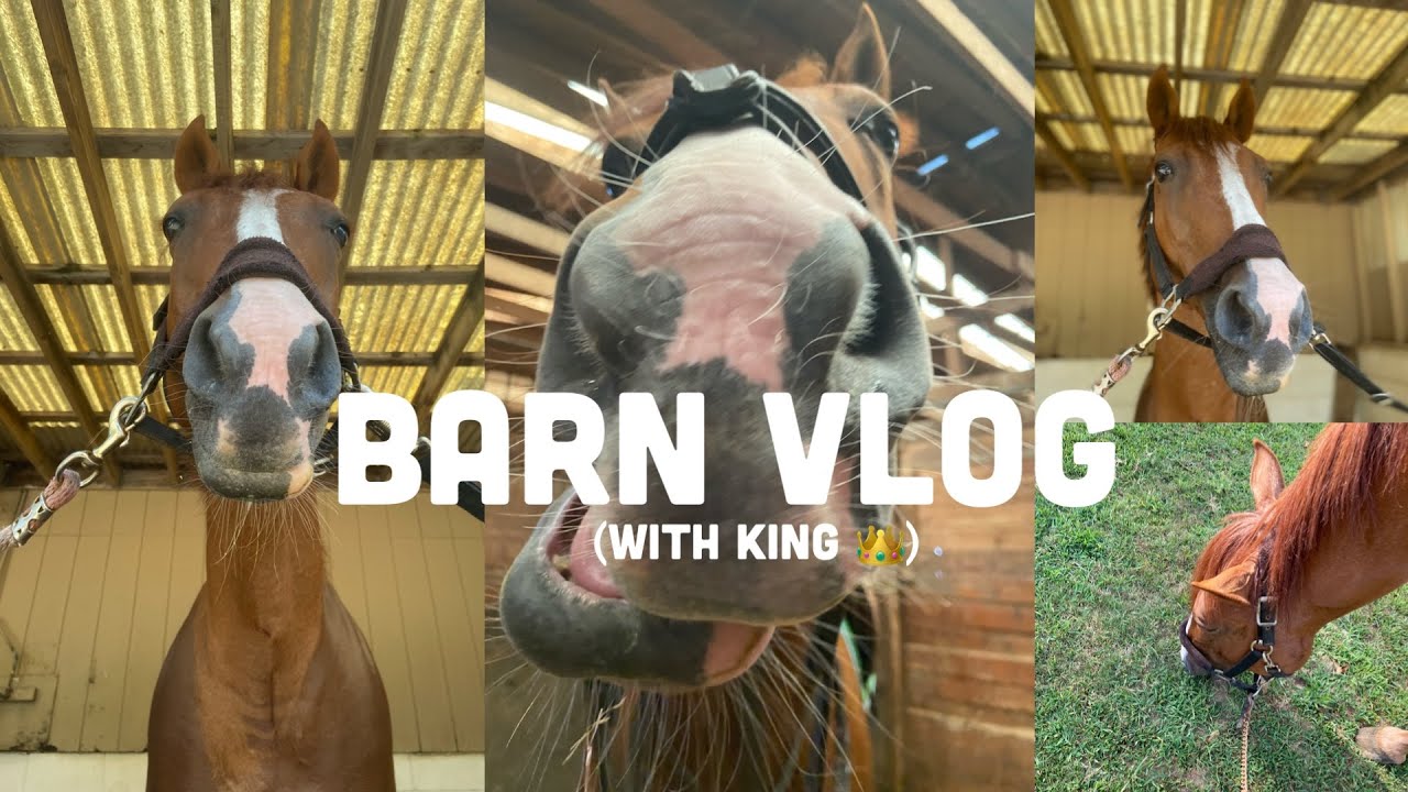 BARN VLOG WITH KING 👑