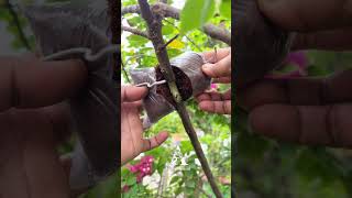 Air layering technique #airlayering  #bonsaitree #garden #diy