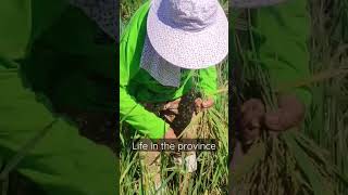 farmer in the Phils #shortvideo #philippinevlog #lifeintheprovince #teamkudkod