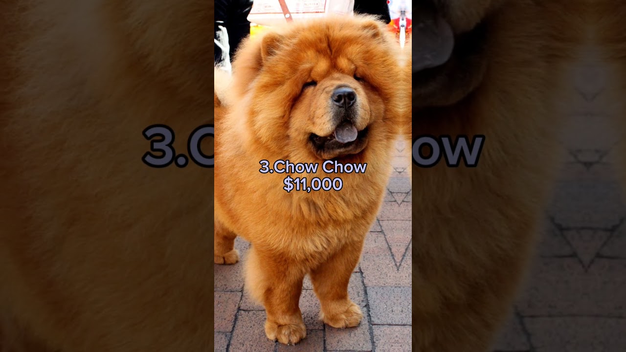 Exploring the Top 5 Most Expensive Dog Breeds 🐕