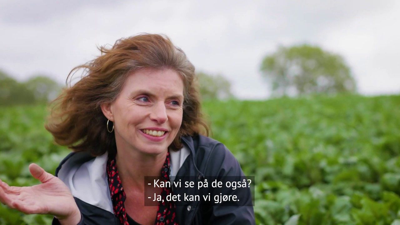 Norske rotgrønnsaker 2 - Ute på grønnsaksåkeren