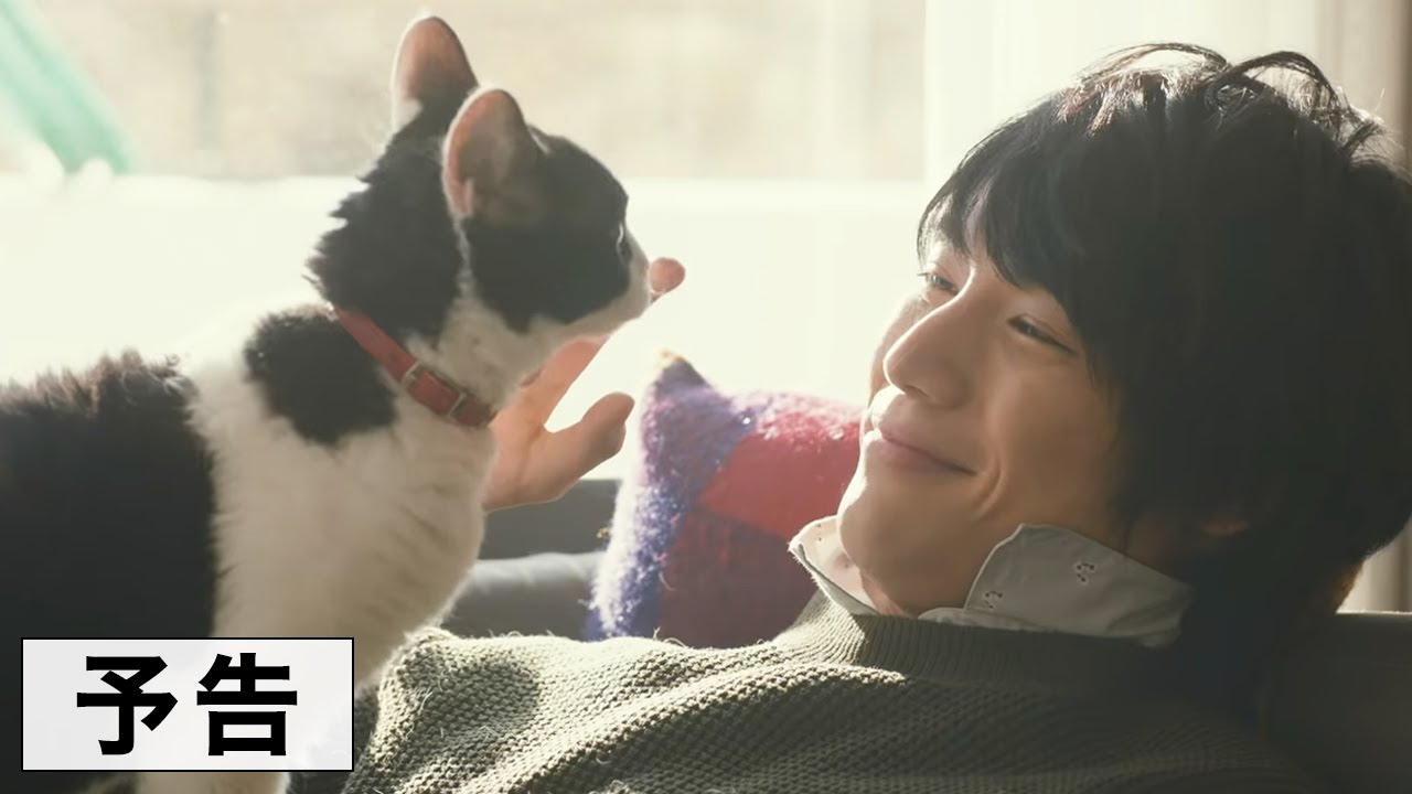 旅 猫 リポート