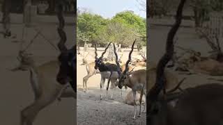 mathura, Raman reti me hiran