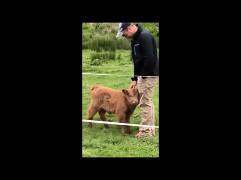 Highland Calf Getting Petted by Man Then Mom Comes to Check up on It