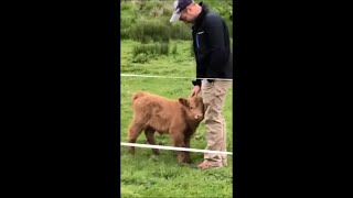 Highland Calf Getting Petted by Man Then Mom Comes to Check up on It screenshot 1