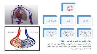 الجهاز الدوري (علوم الصف  الخامس الابتدائي الترم2)